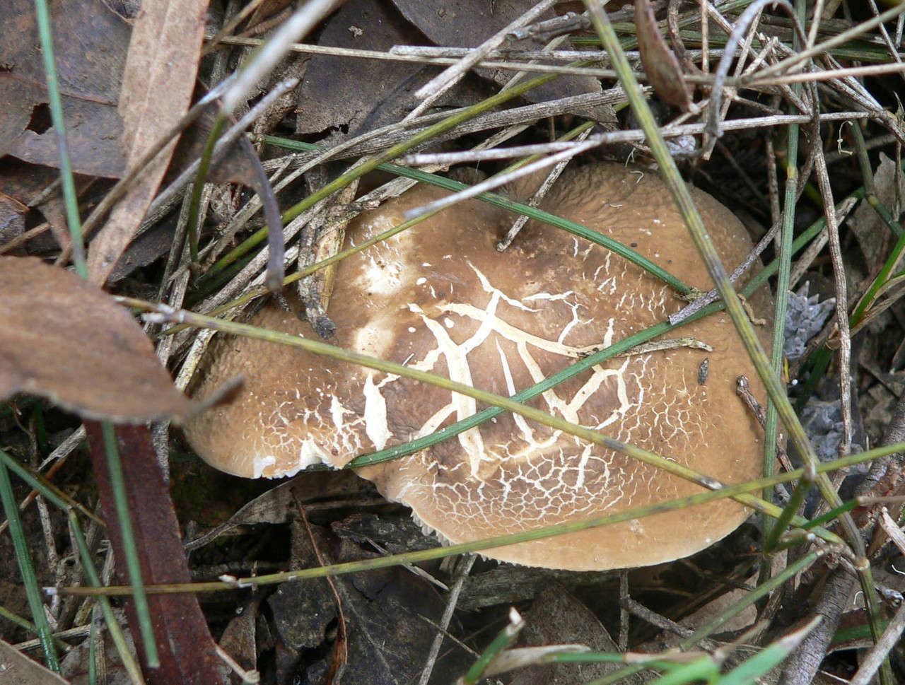 Image of Lactifluus wirrabara (Grgur.) Stubbe 2012