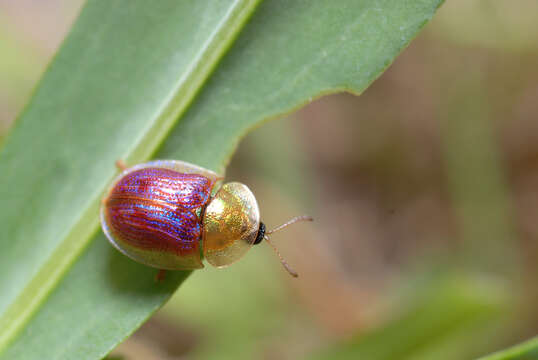 Plancia ëd Cassida (Mionycha) azurea Fabricius 1801