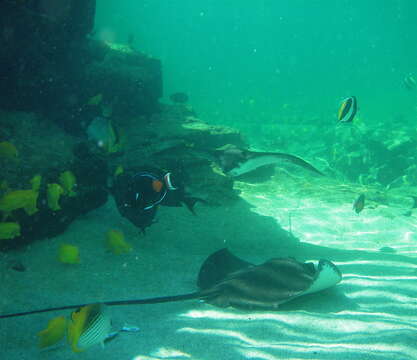 Image of Brown Stingray