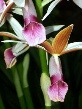 Image of Phaius tankervilleae var. australis