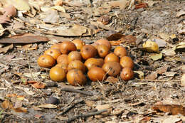 Image of Mobola plum