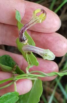 Image of Ceropegia carnosa E. Mey.