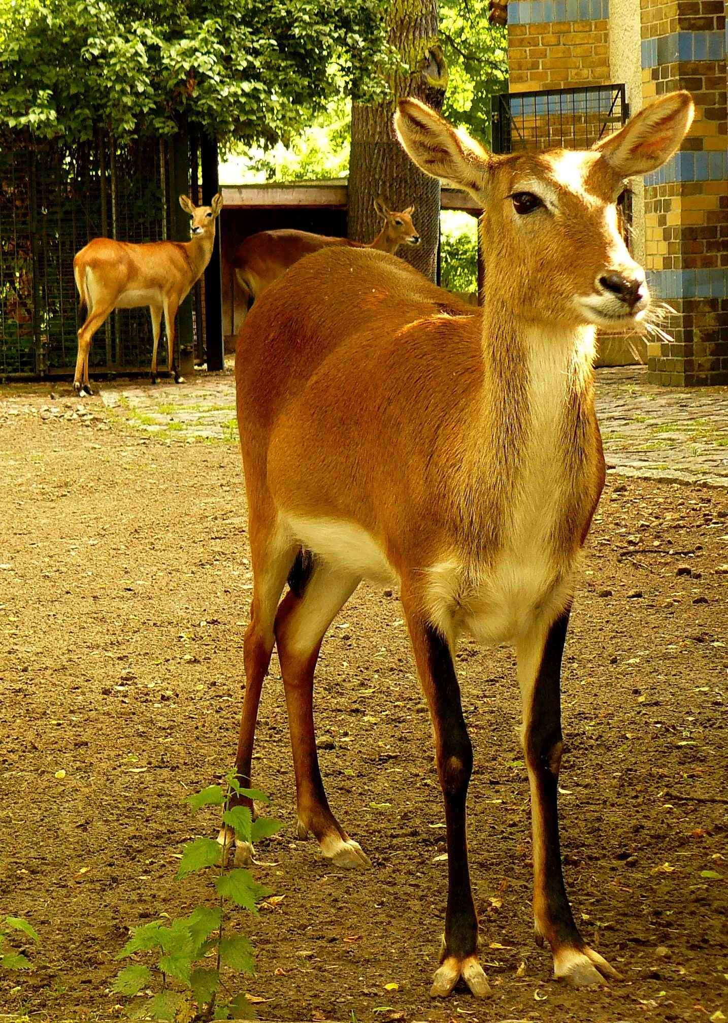 Image de Cobe Lechwe