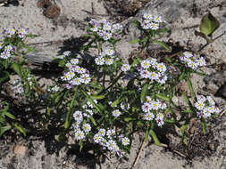 Image of Zaluzianskya villosa F. W. Schmidt