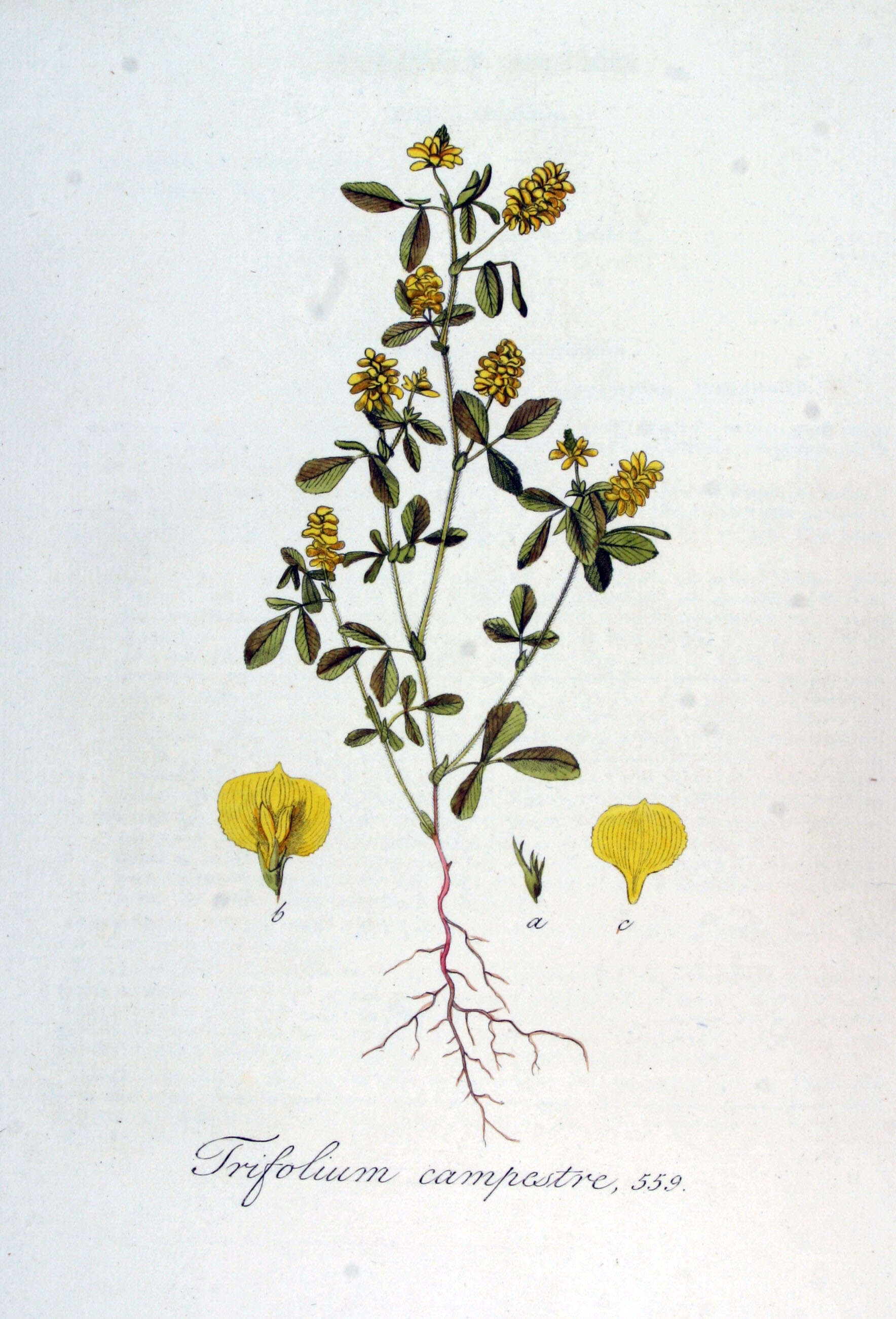 Image of field clover