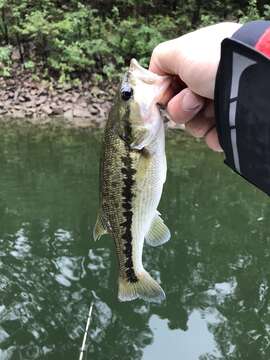 Image of Spotted bass