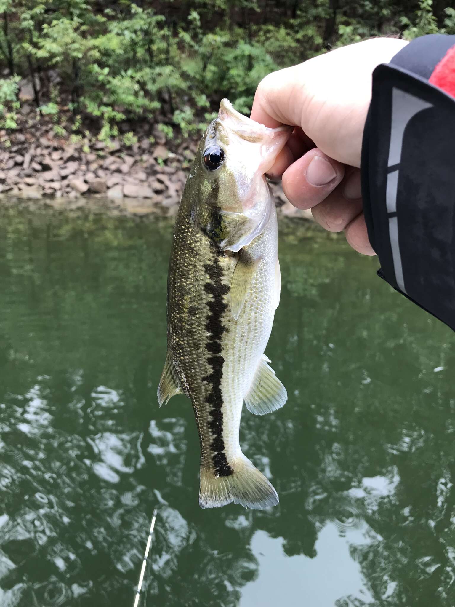Image of Spotted bass
