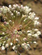 Image of garden onion