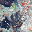 Image of Longlegged Spiny Lobster