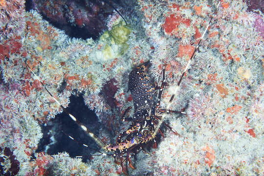 Image of Longlegged Spiny Lobster