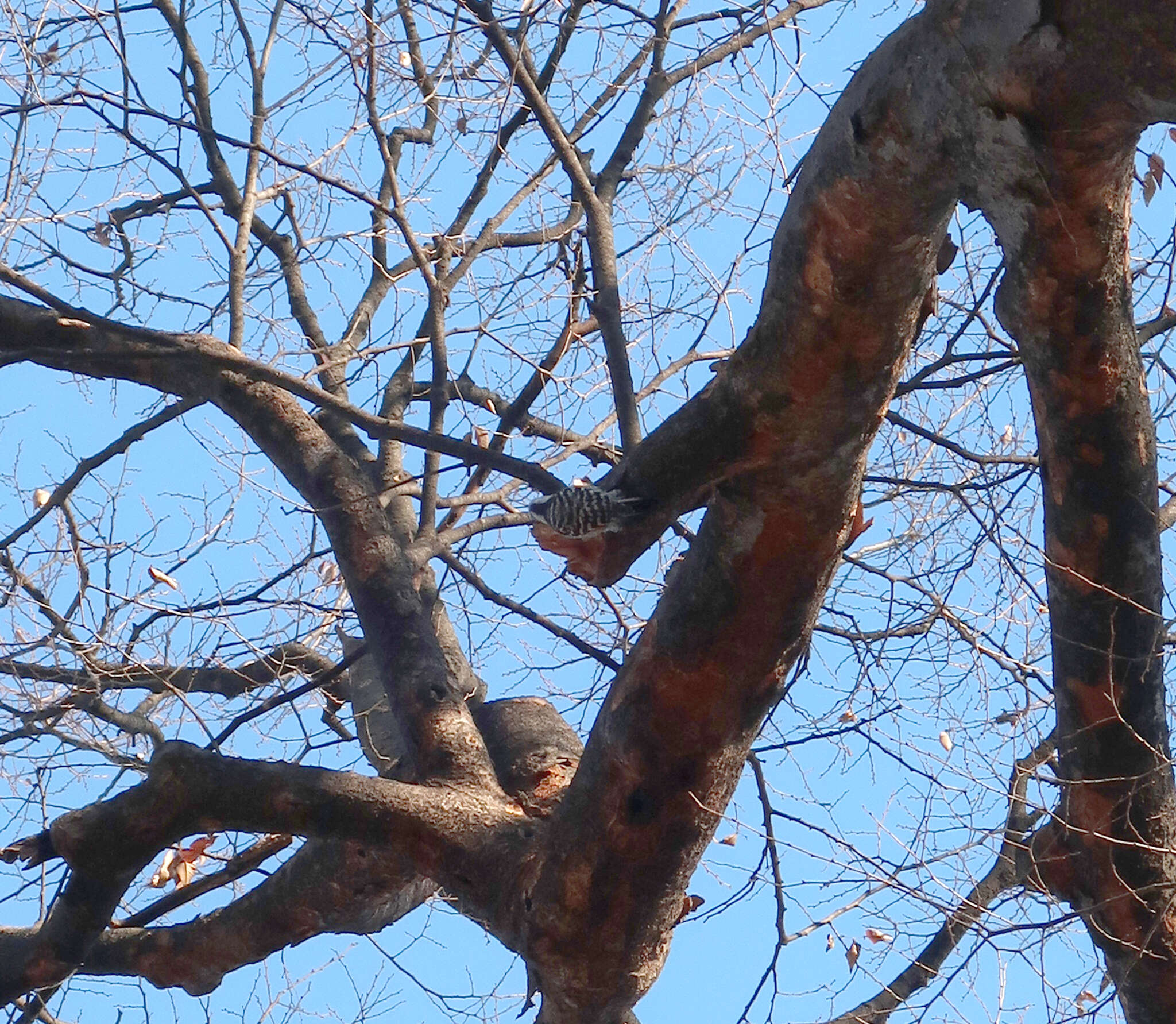 Image of Japanese Pygmy Woodpecker