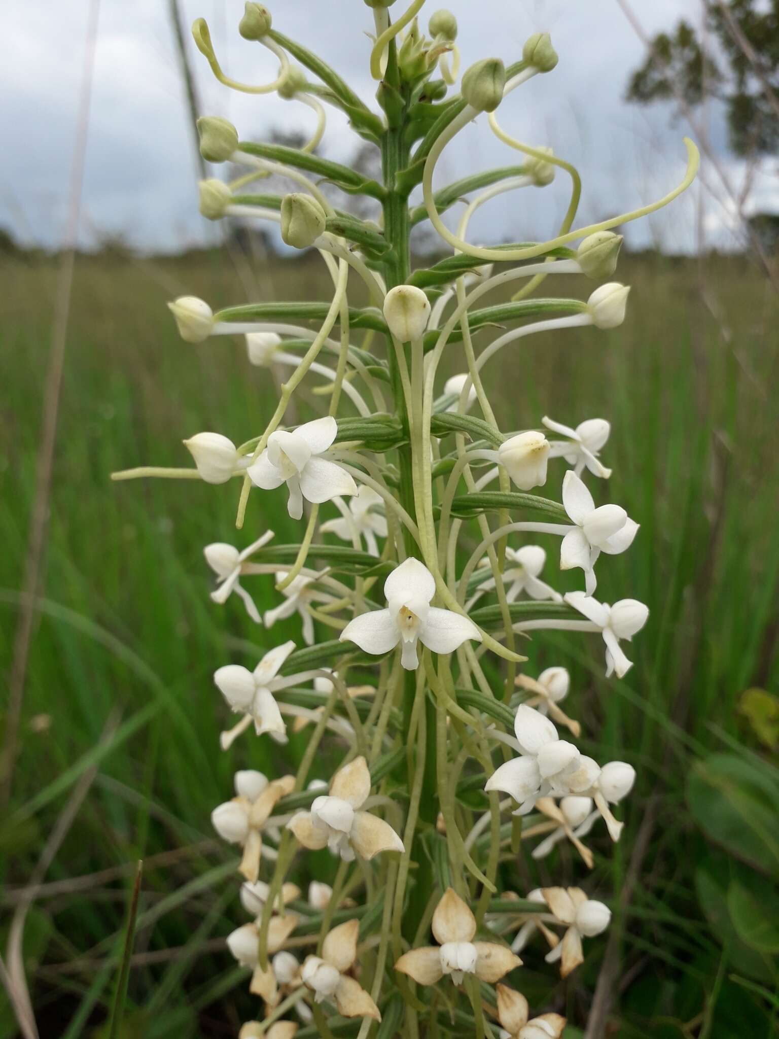 Image of Habenaria zambesina Rchb. fil.