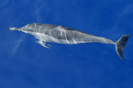 Image of Long-beaked Dolphin