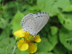 Image of holly blue