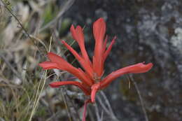 Image of Pitcairnia pungens Kunth