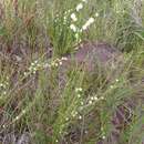 Plancia ëd Acacia stenoptera Benth.