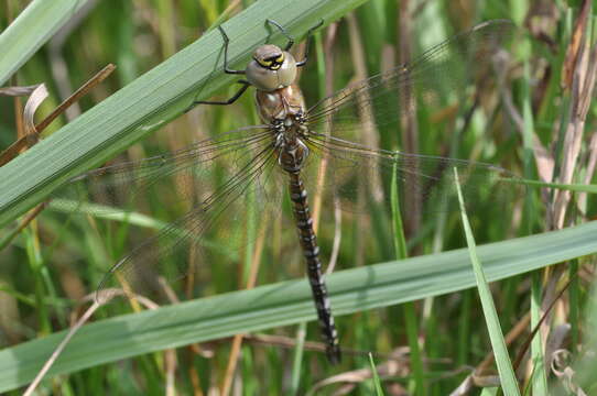 Image of Migrant Hawker