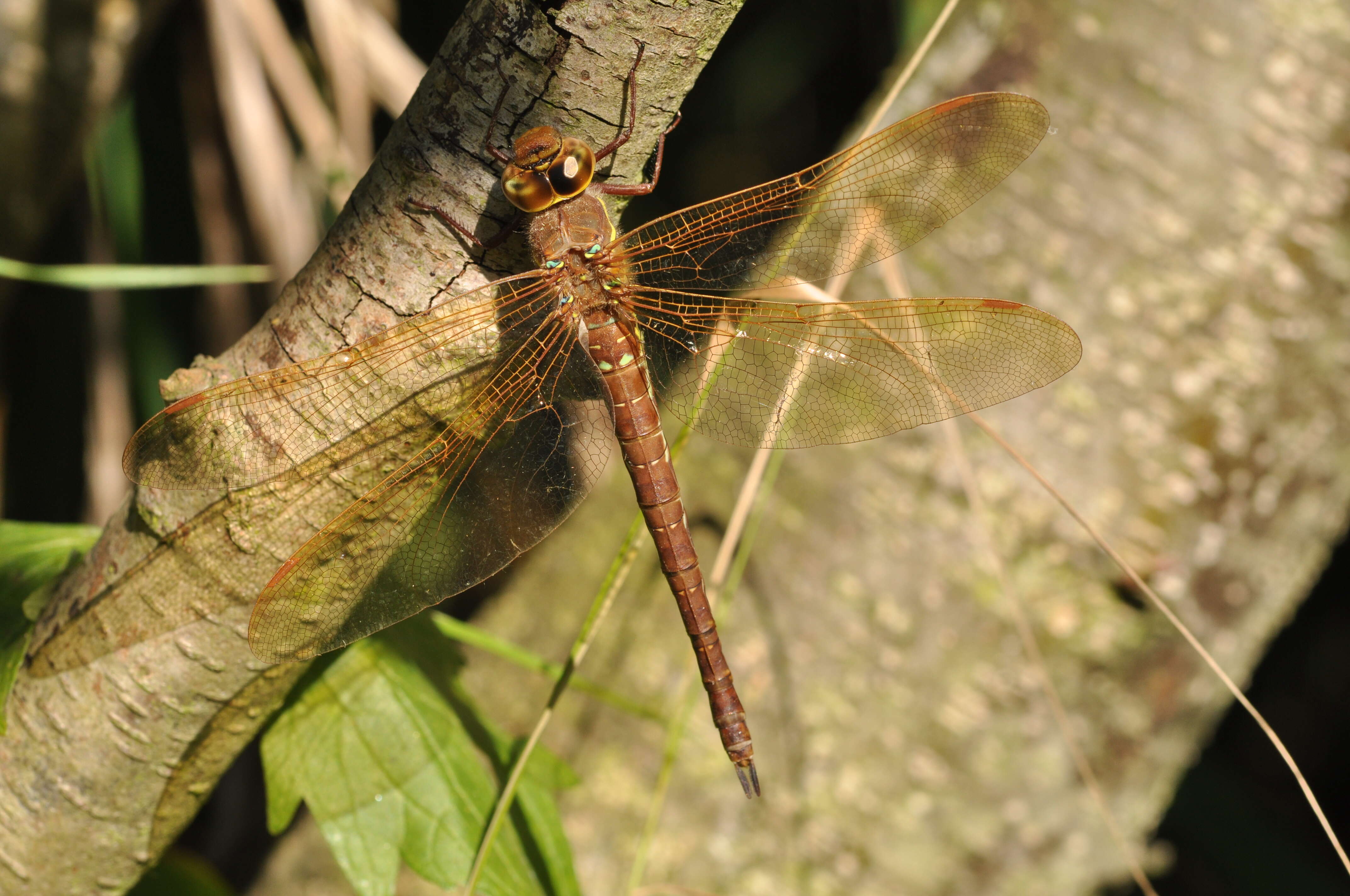 Image of Brown Hawker