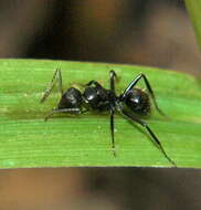 Image of Camponotus errabundus Arnold 1949