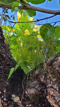 Image of flatfork fern