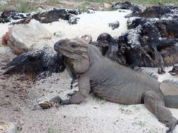 صورة Cyclura stejnegeri (Barbour & Noble 1916)