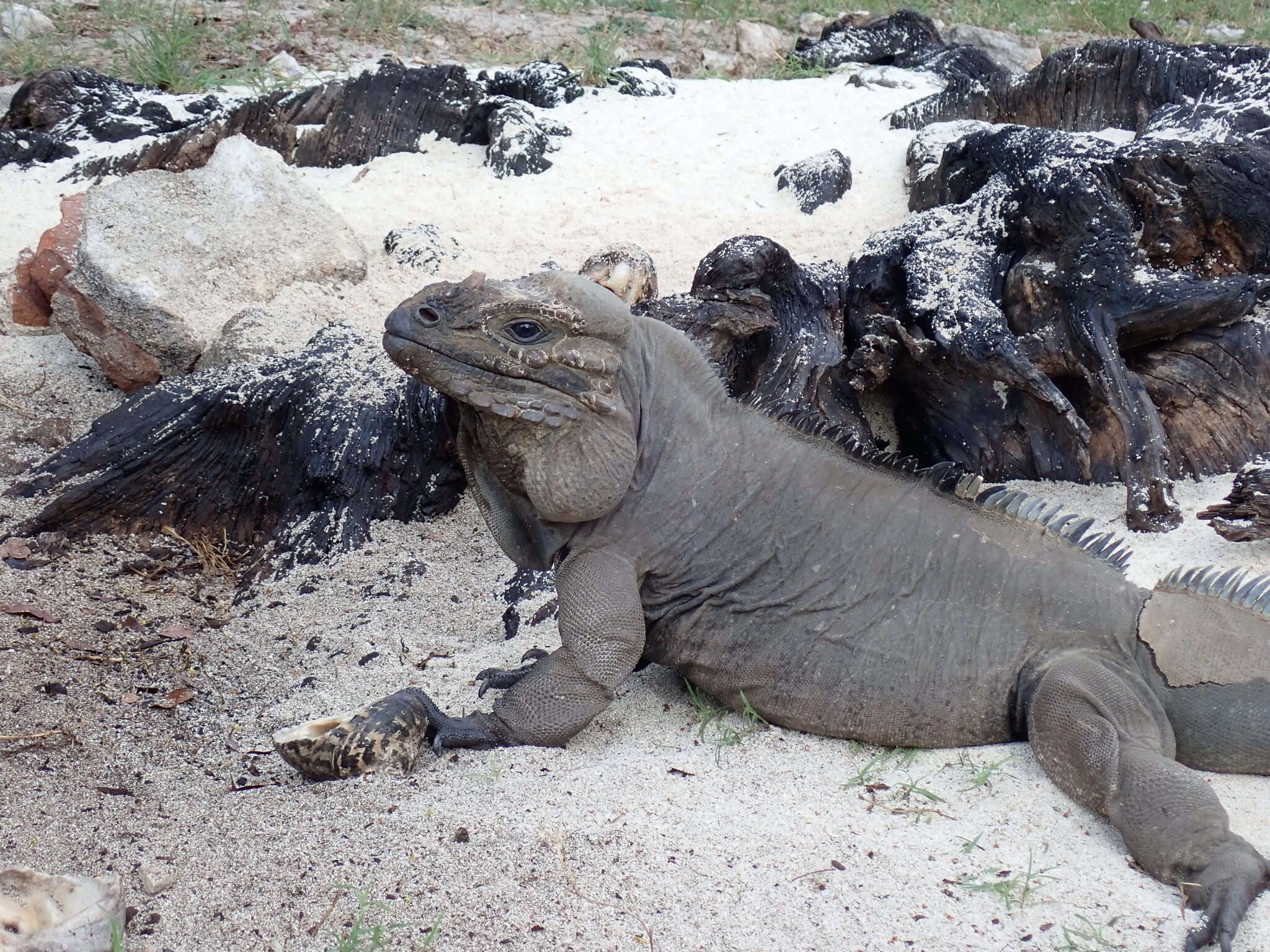 Image de Cyclura stejnegeri (Barbour & Noble 1916)