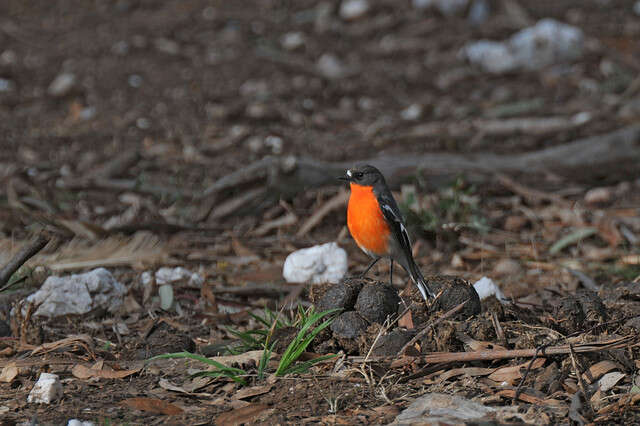 Image of Flame Robin