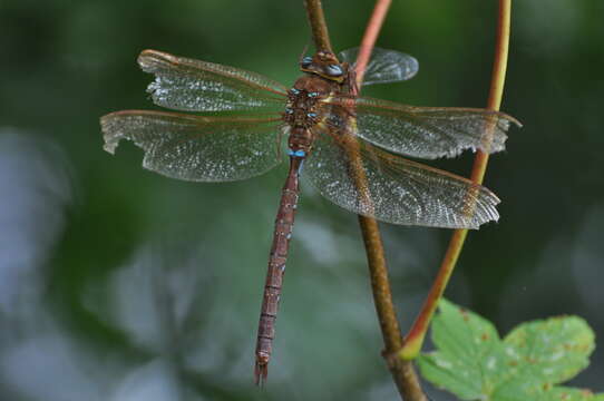 Image of Brown Hawker