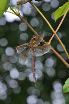 Image of Brown Hawker