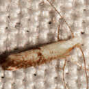 Image of Speckled Argyresthia
