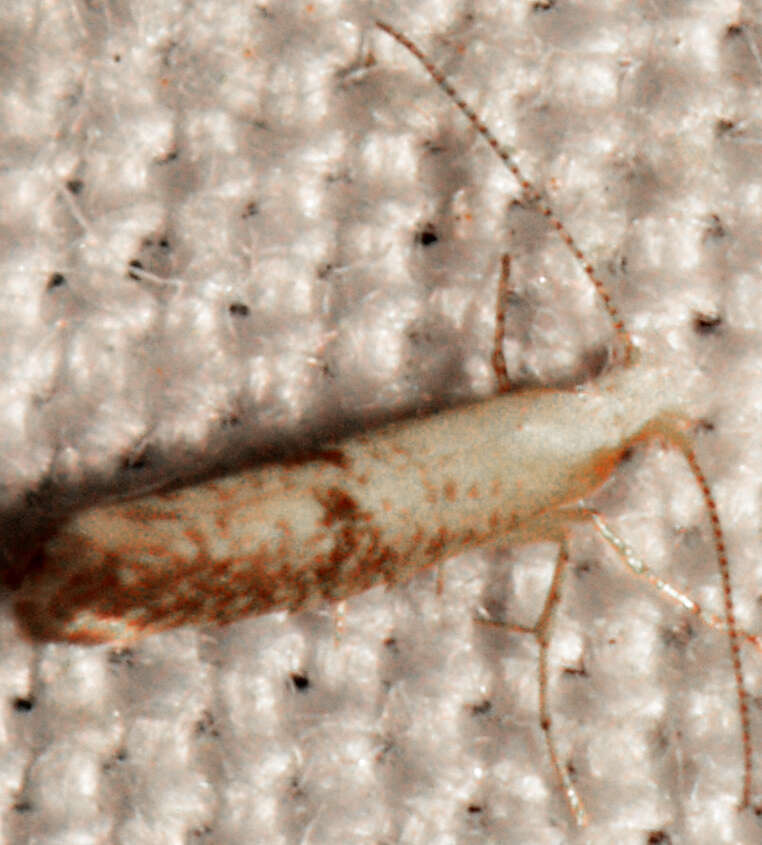 Imagem de Argyresthia subreticulata Walsingham 1882