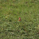 Image of Rosy-breasted Longclaw