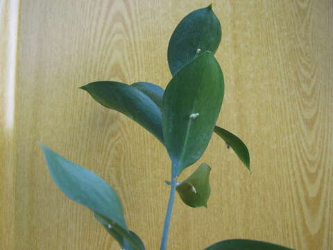 Imagem de Ruscus hypoglossum L.