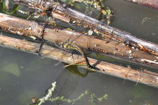 Image of Migrant Hawker