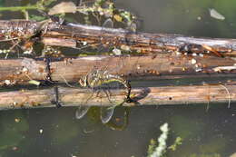 Image of Migrant Hawker