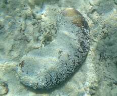 Image of Brown Sandfish