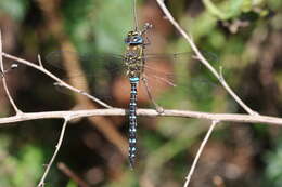 Image of Migrant Hawker