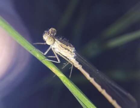 Image of Siberian Winter Damsel