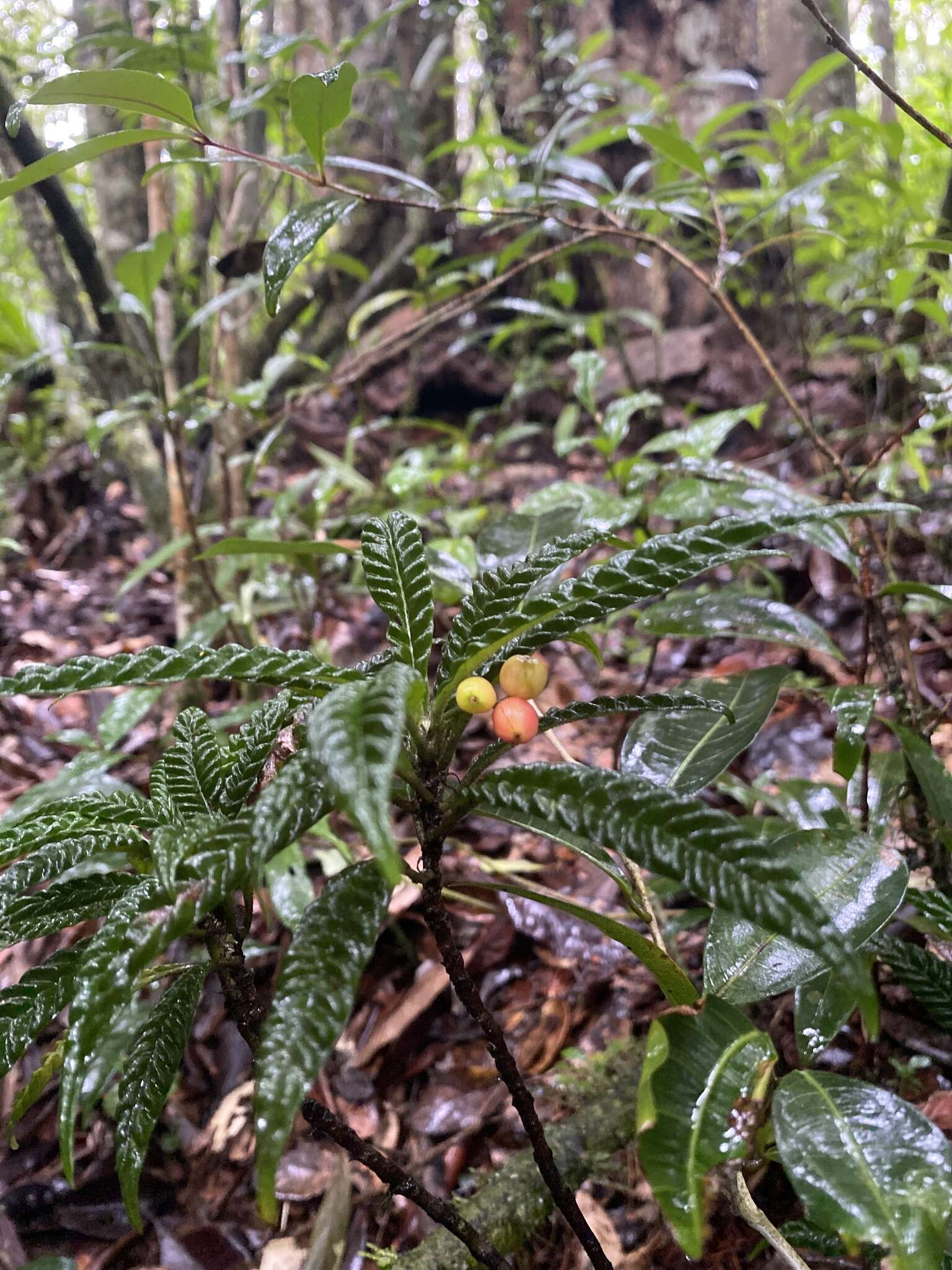 Imagem de Psychotria armandii Razafim. & B. Bremer