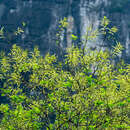 Imagem de Salix tetrasperma Roxb.