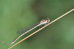 Image of Common Winter Damsel