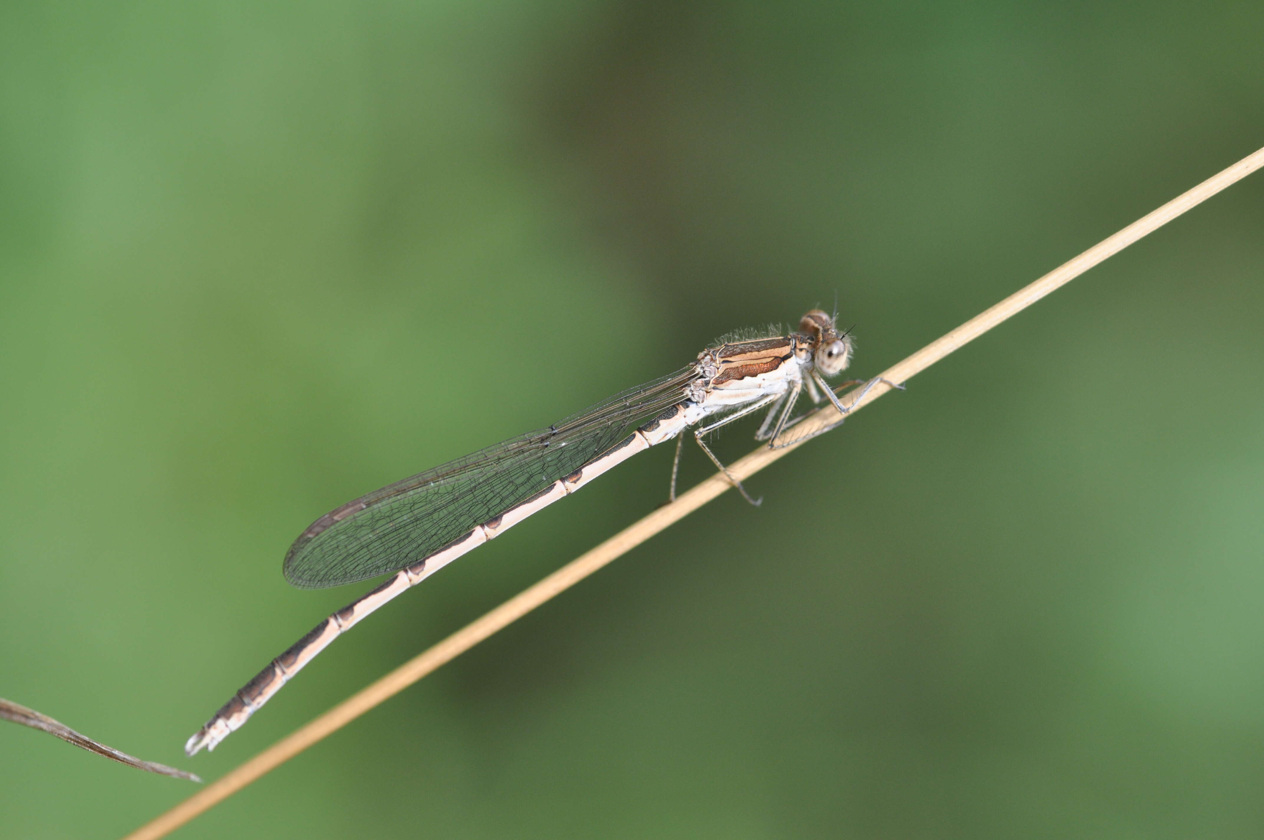 Image of Common Winter Damsel