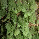 Hymenophyllum rarum R. Br. resmi