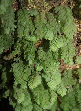 Imagem de Hymenophyllum rarum R. Br.