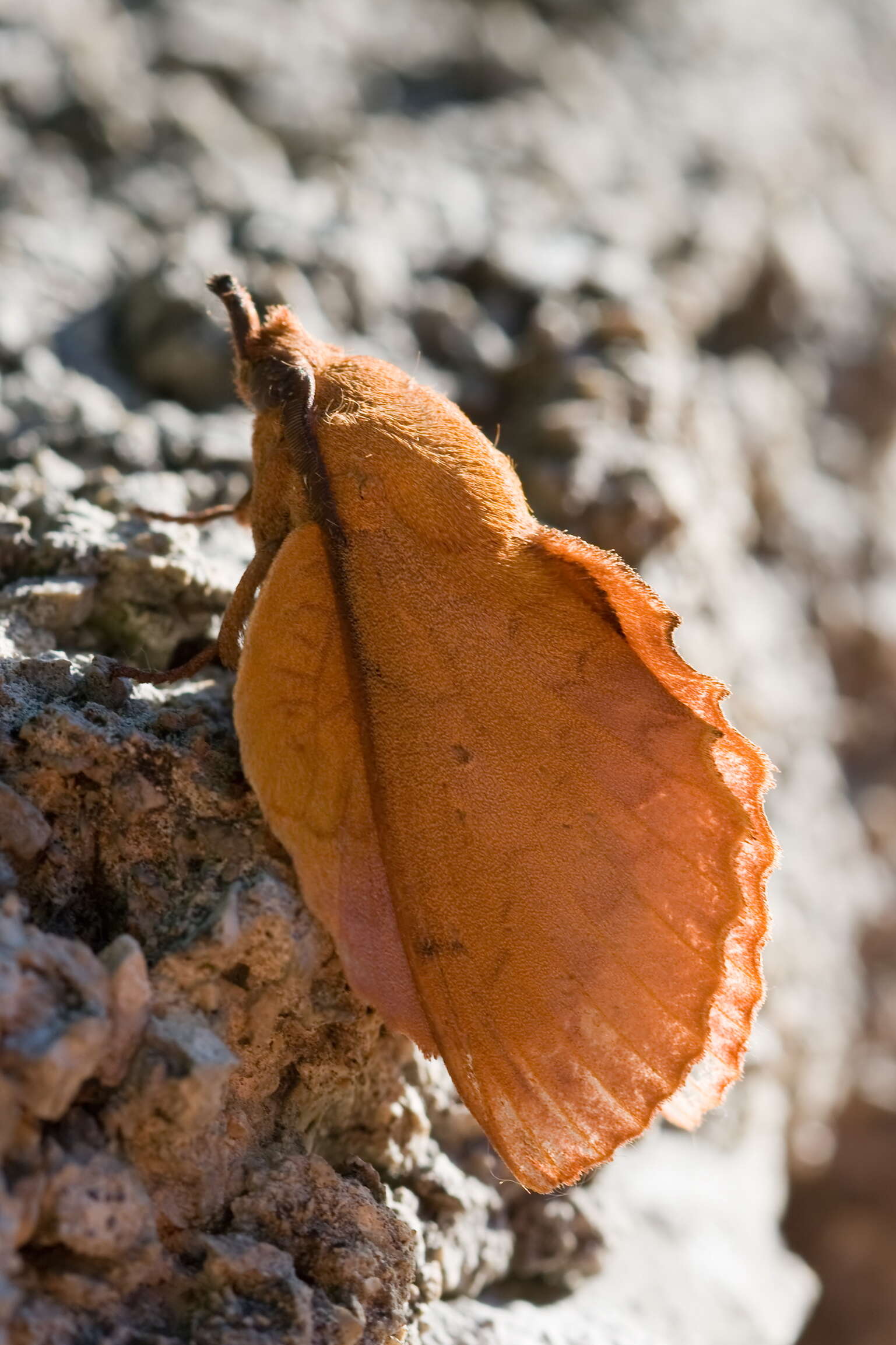 Imagem de Gastropacha quercifolia Linnaeus 1758