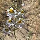 Image of poorman's orchid