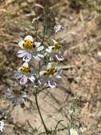 Imagem de Schizanthus pinnatus Ruiz & Pavón