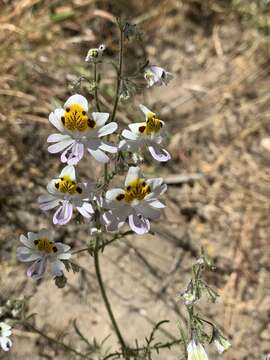 Image of poorman's orchid