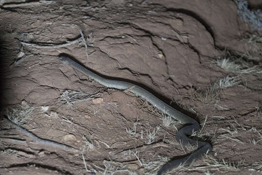 Image of Ashe’s spitting cobra