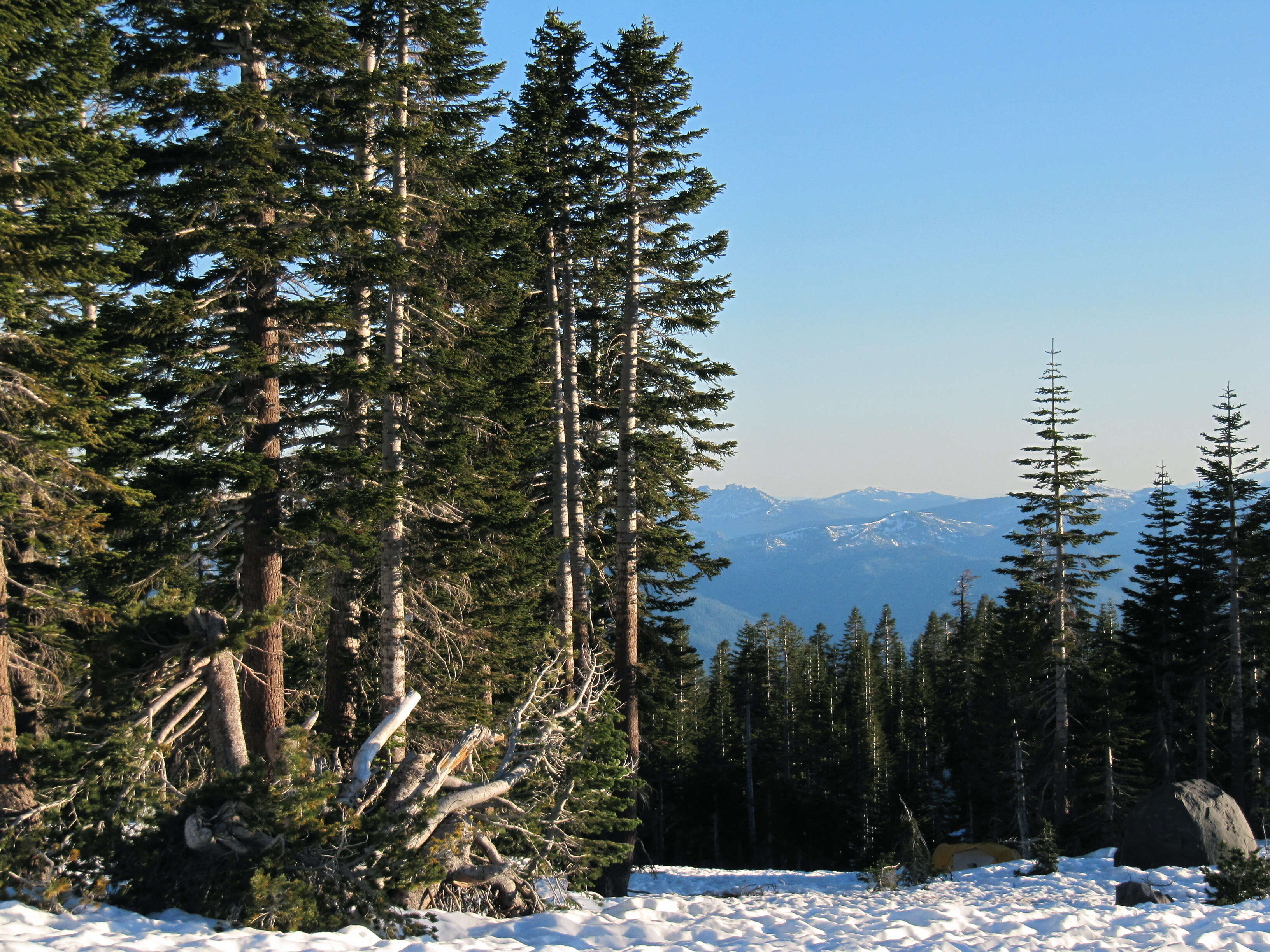 Image of California Red Fir